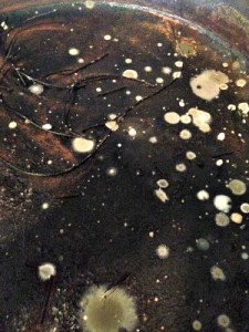 It's my very own version of the Origin of Species. But, ya know, in my kitchen