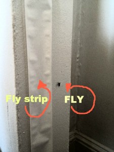 It is interesting to me that creatures that are meant to be less intelligent than me have better survival skills